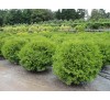 Туя западная Глобоза  (Globosa) Р9